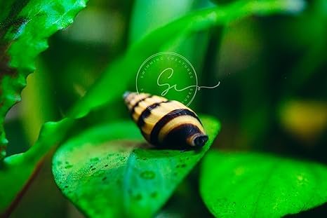 Image of Swimming Creatures Freshwater Aquarium Shrimp - A Perfect Combo to Brighten Your Aquarium! (20 Mixed + 4 Assassin Snail)