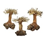 Awawood 3-Pack Bonsai Driftwood Aquarium Trees on Rock 3RS (4