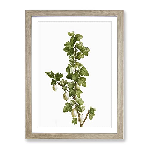 Gooseberry Bush By Pierre Joseph Redoute Vintage Framed Wall Art Print, Ready to Hang Picture for Living Room Bedroom Home Office Décor, Oak A2 (64 x 46 cm)