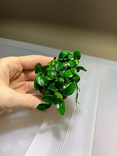 Anubias Nana Petite On Lava Rock Live Aquarium Plants Freshwater - Buy 2 Get 1 #TOP3