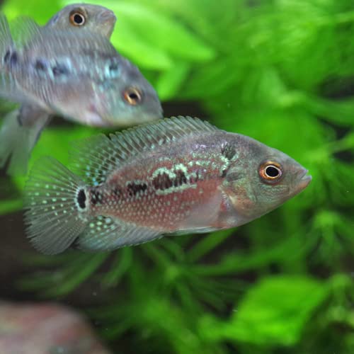Amazon | (熱帯魚 生体)フラワーホーン(花羅漢) （約5cm)(1匹