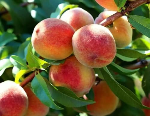 Image of Rare Peach Fruit Grafted Live Plant | Fresh Peach Tree Live Plant for Home Garden | Easy Growing Fruit Plant for Terrace, Balcony & Outdoor Farming | Grafted Plant a€ inch Pack of 1