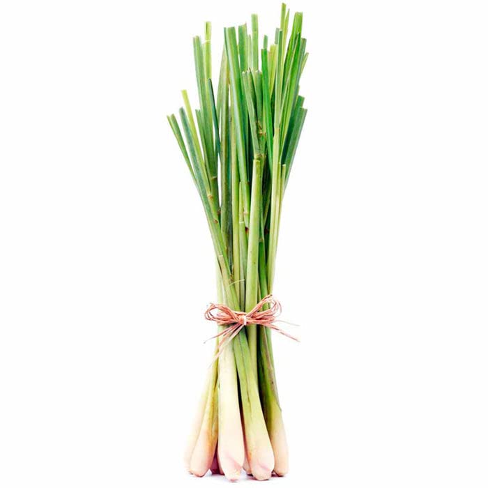 Cloud Farm Lemon Grass Live Plant CF84 (B0B8XQQZF6) Amazon Price History, Amazon Price Tracker