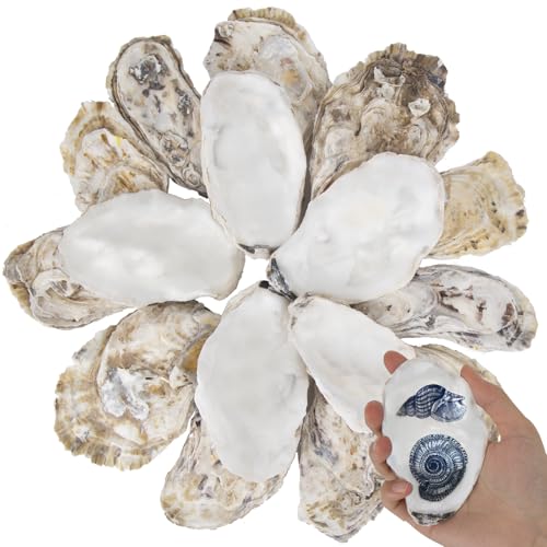 20 PCS Flat Oyster Shells for Crafts 3