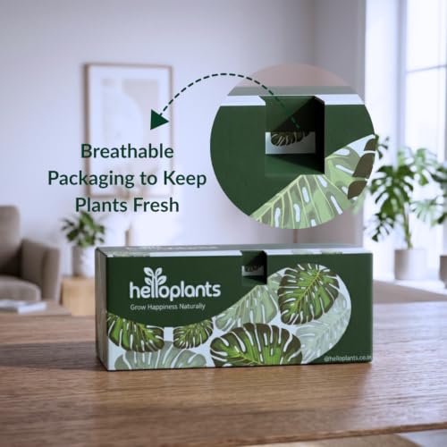Image of ZZ Black Raven Plant Zamioculcas Zamiifolia Live Indoor Plant Air-Purifying Exotic Dark Foliage for Office and Home in a 4-Inch Self-Watering Matte White Pot