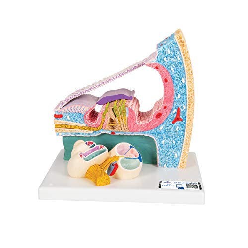 Image of 3B Scientific E14 Cortisches Organ - 3B Smart Anatomy