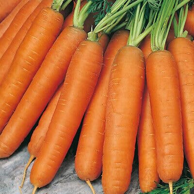 Buy4seeds 400 Seed Tape Carrot Nantes Easy to Grow