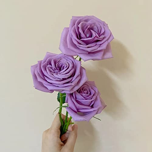 100pcs Lila Rosen Samen Rosen Pflanzen Blumensamen Bonsai Samen Rosen Samen...