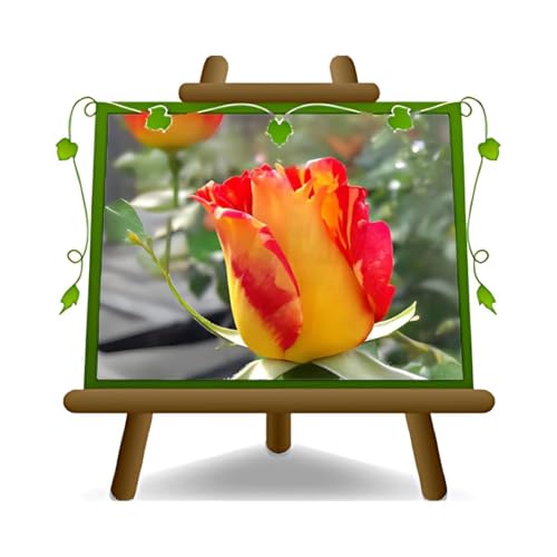 EURO PLANTS VIVAI Rosa Rampicante Kron Rosso Sfumato Giallo *Altezza: 170-200 cm.