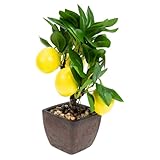 Bonsaï de citron artificiel - comme décoration intérieure pour le salon, la à coucher, la salle à manger, la salle d'étude, la table de cuisine, les scènes, le bar, le bureau, le parc, le mariage, la fabrication artisanale, etc., décoration de bureau