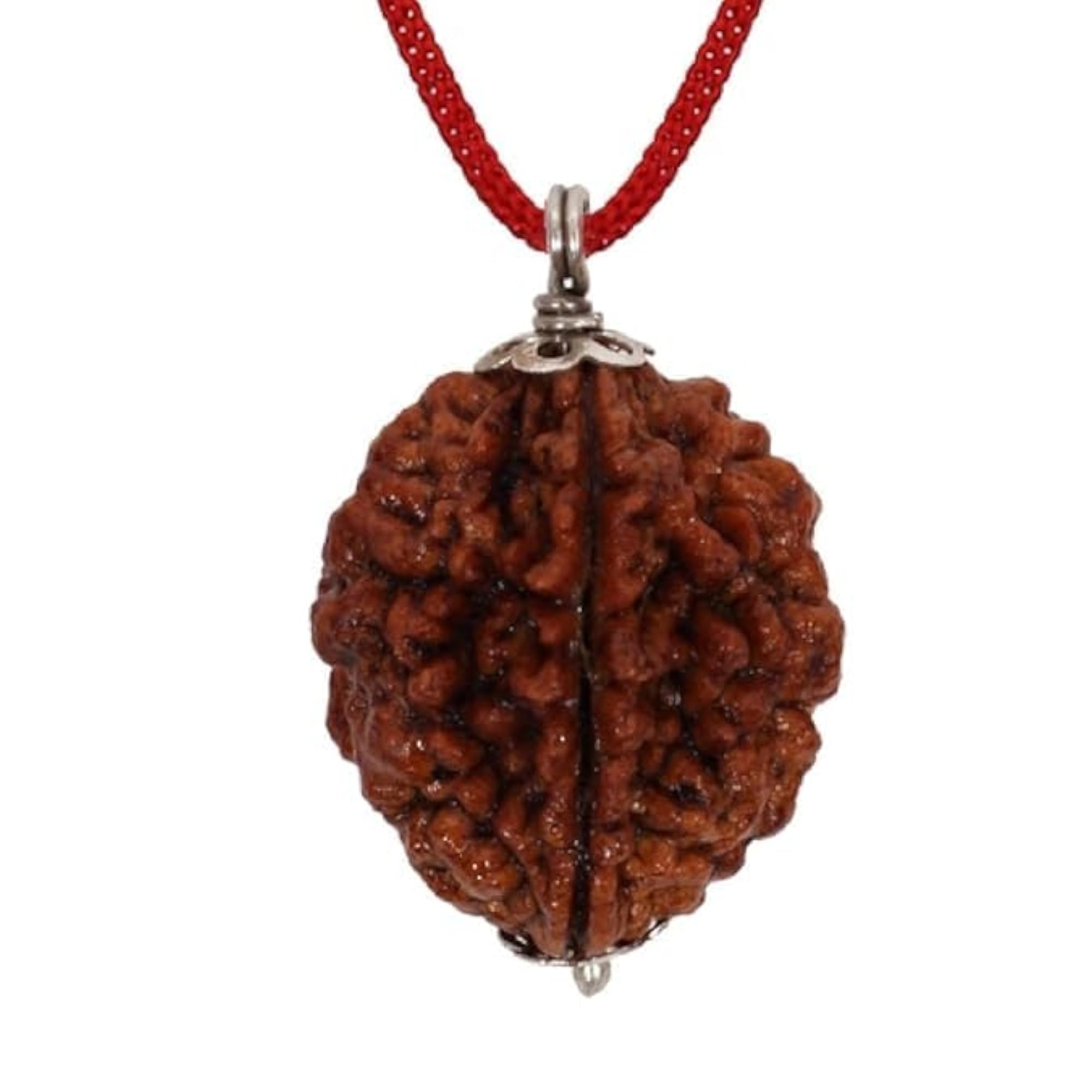 AARISH SAYA 2 Mukhi Rudraksha Certified Beads for Men & Women