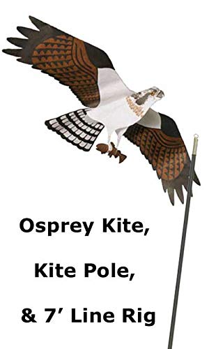 Jackite Osprey Kite & Fiberglass Telescoping Pole