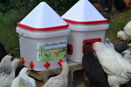 2 Gallon Chicken Waterer - Horizontal Nipple Setup (Corner Placement) #TOP6