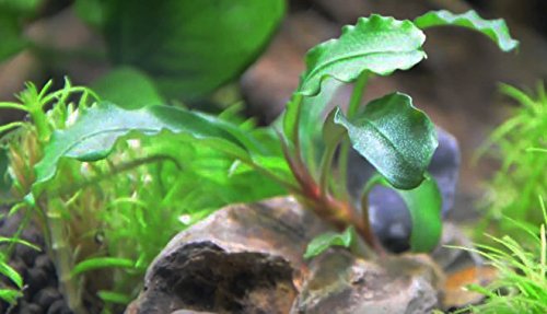 Buce | Bucephalandra Green Wavy Leaf on Driftwood Live Aquarium Plants for Freshwater Fish Tank by Greenpro - Thumbnail 4