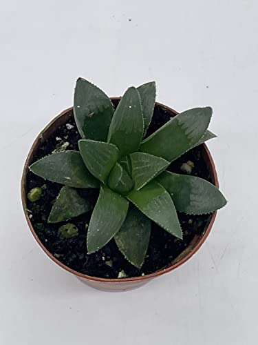 African Emeralds, Rare Haworthia Retusa, In 2 Inch Pot Super Cute Great Plant Gift, Collector's Succulent, Live Potted Rooted And Wrapped #TOP3