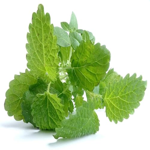 Lemon Balm Seeds -25 Count Seed Pack- A Calming Herb for Your Garden and Kitchen - Non-GMO - A Zesty herb with a Sweet citrusy Aroma Used in a Variety of Dishes.