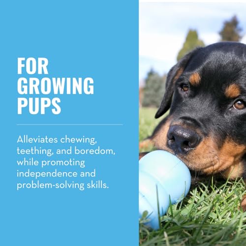 Paulchen Puppy Kong Binkie (M) 15910 Hunde-Spielzeug 14 cm (farblich sortiert)