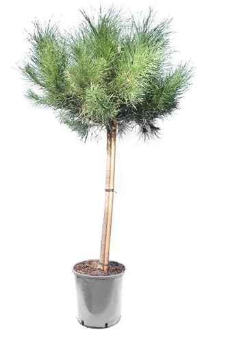 Pino da pinoli domestico Pinus pinea pianta in vaso ø18 cm h. 125/150 cm Vivaio di Castelletto