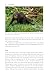 Pine Marten: The Secret Life of Martes martes