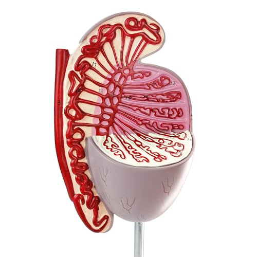 Image of Human Male Testicles Anatomical Model, 10X Life Size Male Testicle Anatomy Model with Numbered Labels and Base for Medical Science Education Study or Teaching