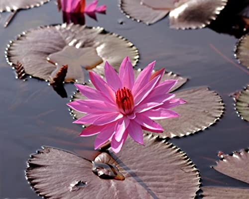 Planta De Lirio De Agua Juego De Rompecabezas De 1000 Piezas Para Adultos Niños Juego De Rompecabezas Familiar Juegos Educativos Cover