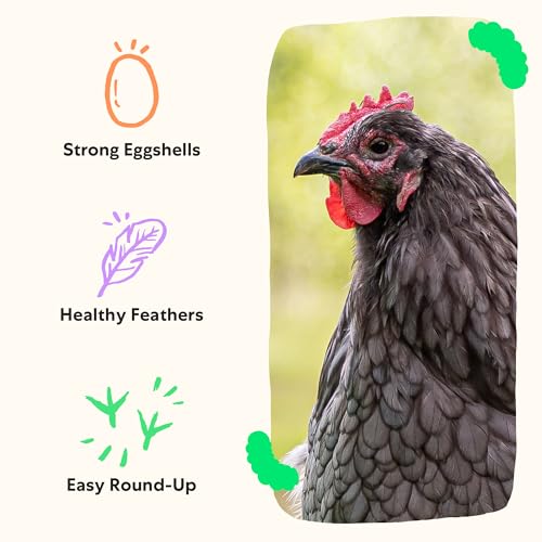 Image of Grubbly Farms Love Tub - Black Soldier Fly Larvae for Chickens - Chicken Treats with 50x More Calcium for Strong Eggshells and Healthy Feathers - Grown in the US and Canada - 5lb Reusable Tub