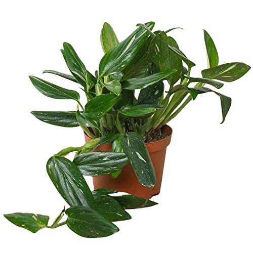 Monstera Standeleyana Albo Variegated