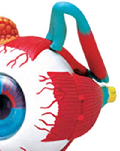 Modèle Modélisation du Modèle De Boule De L'Anatomie 32 Parties Oeil Démonté Modèle Anatomique Humain du Modèle d'oeil pour Le Modèle De Formation Médicale Matériel Éducatif, Matériel De ...