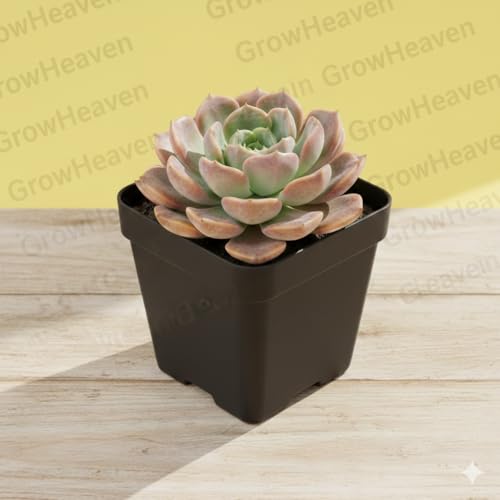 Image of Live Laxmi Kamal and Vishnu Kamal Succulent Plant with Double Plastic Pot | Good Luck Indoor & Vastu Plant for Home, Office or Garden Decor | Pack of 1 (laxmi kamal plant)