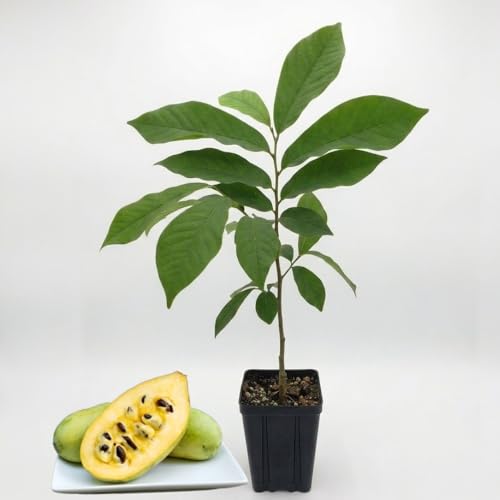 Pawpaw Tree Live in Quart Pot 12-18 Tall Cold-Hardy North American Fruit Tree Native Fruit Tree Starter for Backyard and Garden Rows
