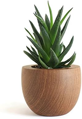 3.3" Teak Wood Tea Cup Planter (Natural Color) for Home Office Desk Garden Decoration