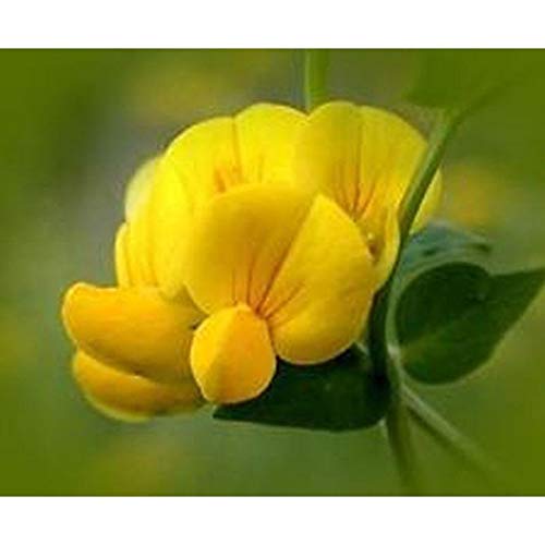 Bird's Foot Trefoil Seeds (40 Seed Pack)