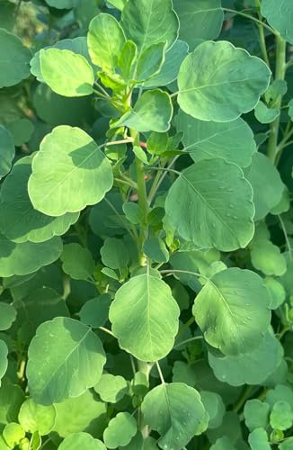 Papalo Papaloquelite Porophyllum ruderale Bolivian Coriander Premium Seeds for Planting Packet