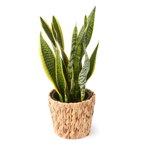 bloomee(ブルーミー) サンスベリア 観葉植物 (6号 編み込みバスケット 鉢カバー 付) 本物 大型 室内用 鉢 (金運アップ 空気浄化 風水) おしゃれ インテリア 大きい (ギフト プレゼント お祝い) 初心者でも育てやすい 母の日（Amazon）