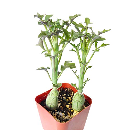 Senecio Articulatus Candle Plant Succulent (2 Inch) #TOP3