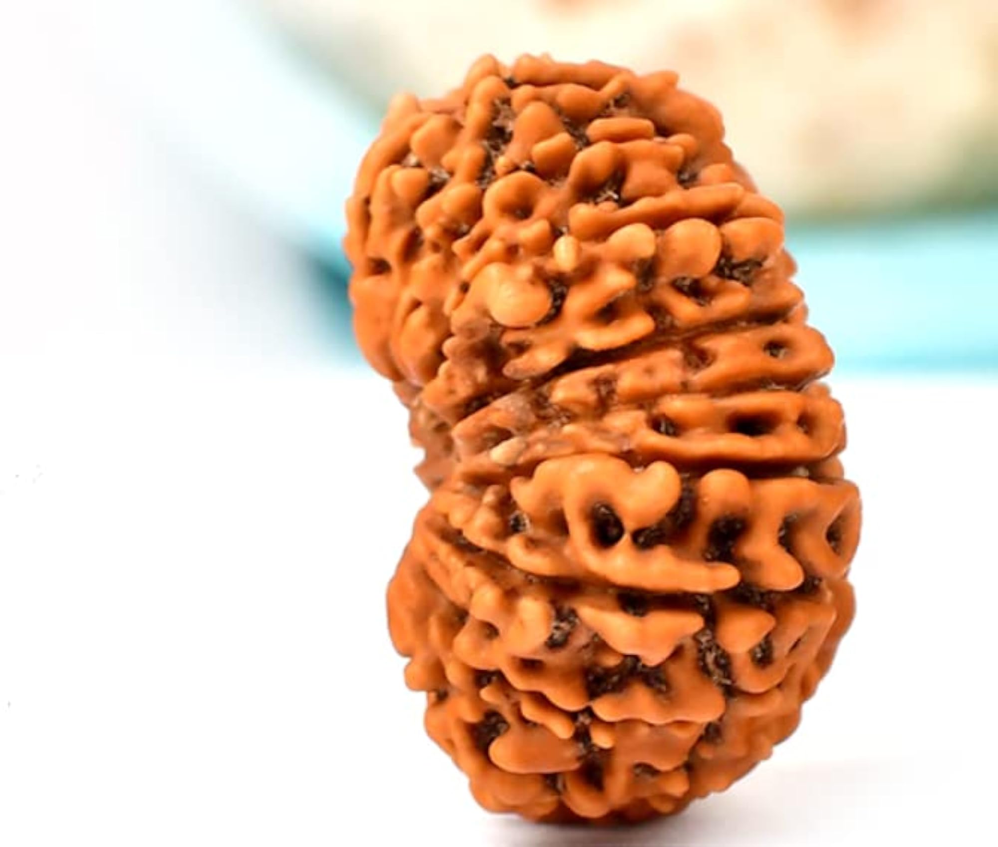 16 Mukhi Jai Rudraksha Nepal Holy Bead Original Certified
