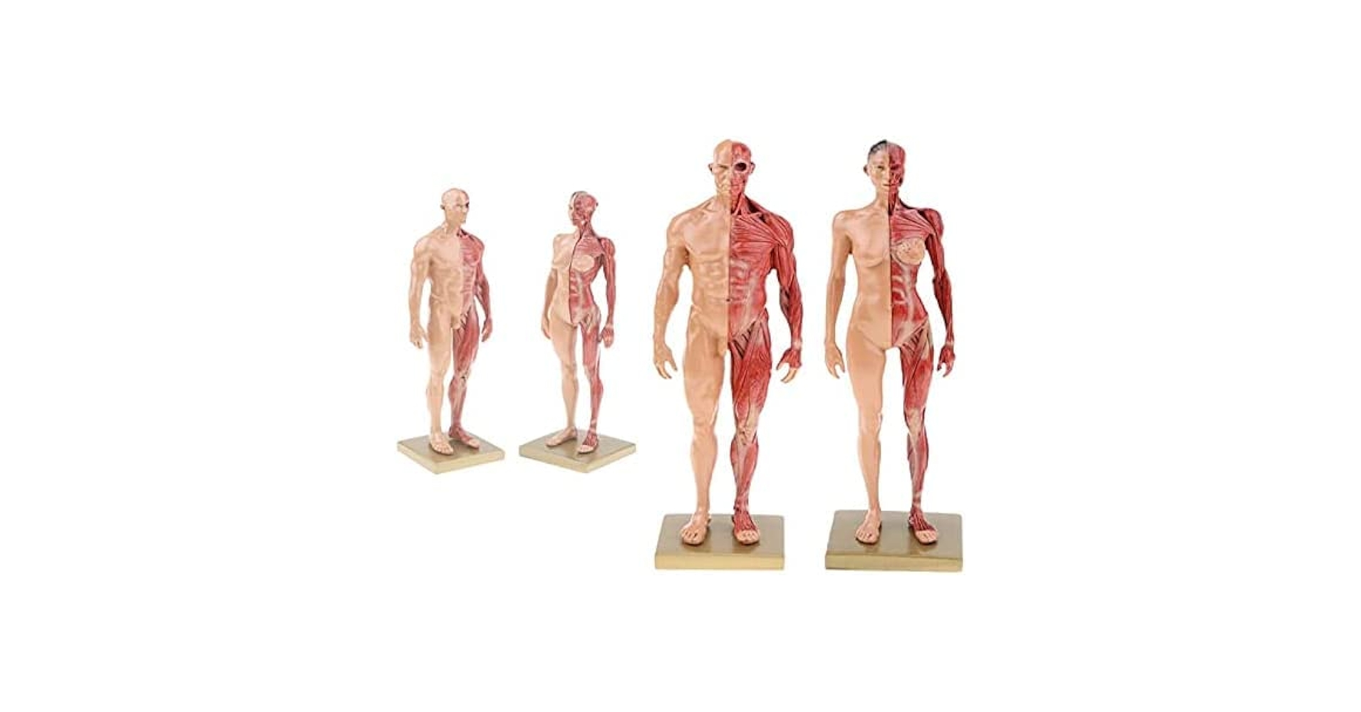 人体模型 超合金 男女セット 人体模型 超合金 男女セットの通販 by とんとん｜ラクマ