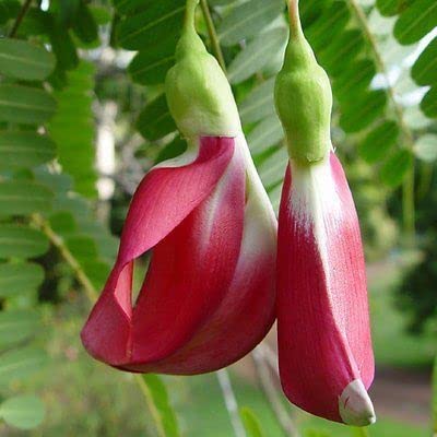 30 Seeds Red Hummingbird Tree Sesban Agasta, Agati, Sesbania Grandiflora, So Đũa Đỏ From Thailand #TOP3