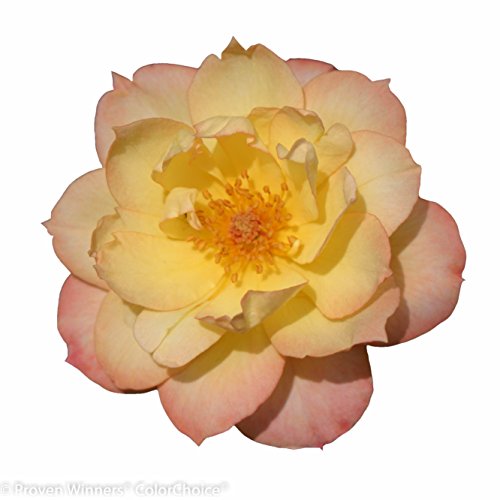 Oso Easy Italian Ice Landscape Rose (Rosa) Live Shrub, Orange, Pink, and Yellow Flowers, 1 Gallon