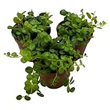 BubbleBlooms String of Turtles, 2 inch Set of 3, Peperomia prostrata Tiny Mini Pixie Plants