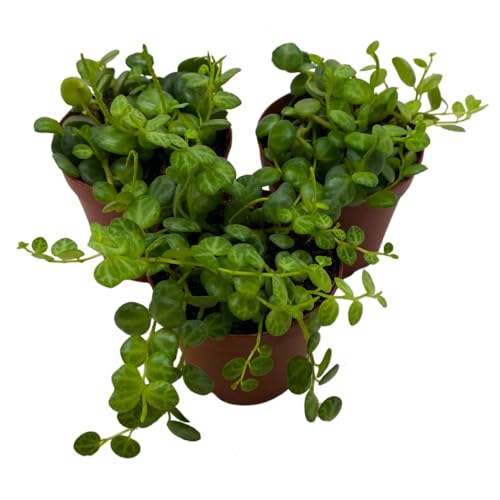 BubbleBlooms String of Turtles, 2 inch Set of 3, Peperomia