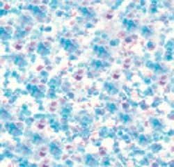 Ranger Ink Stickles Glitter Glue 0.5 Ounce Icicle SGG01-836 (3-Pack)
