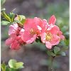 Decorative Quince Pink Trail 30-40 cm - Chaenomeles - Living Garden Plant from Nurseries
