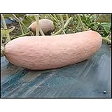 Jumbo Pink Banana Squash Seeds (25 Seed Package)