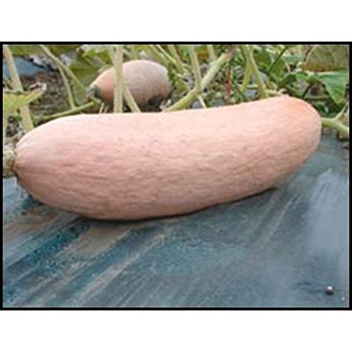 Jumbo Pink Banana Squash Seeds (25 Seed Package)