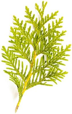 Sunrise Botanics Arborvitae Essential Oil 15 ml