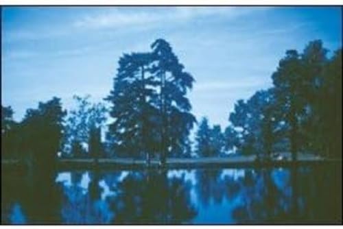 Filtre 80B Cokin P021 bleu pour corriger les photos jaunies par la lumière tungstène
