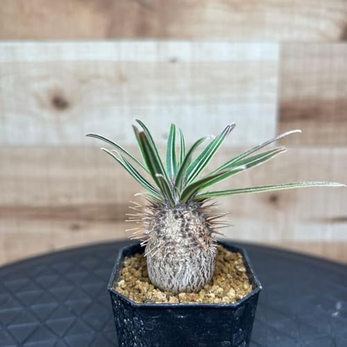 観葉植物 グラキリス パキポディウム 実生」の人気商品一覧 | 安い商品
