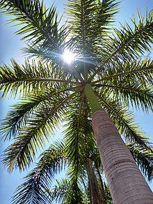 Royal Palm Tree Seeds, Roystonea Regia, Aka Cuban/Florida Royal Palm, 20 Premium Quality Tree Seeds, Exotic Palm Tree, (Isla's Garden Seeds), 80% Germination Rates #TOP2