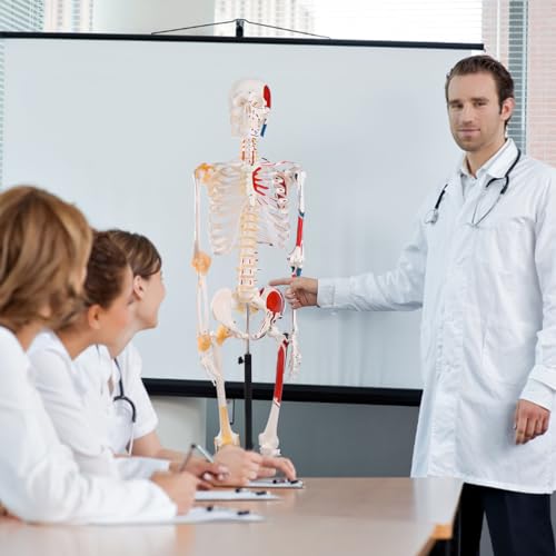NLShan 70.8 Inches Human Skeleton Model for Anatomy - Life Size Anatomical Human Skeleton Model with Joint Ligaments 70.8 in with Rolling Stand for Medical Skeleton Study and Display